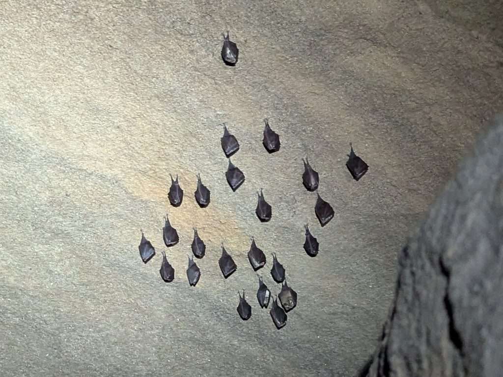 Fledermäuse - Kleine Hufeisennase Small Black Leaf-shaped Objects Arranged in a Curved Pattern on a Rough Gray Surface.